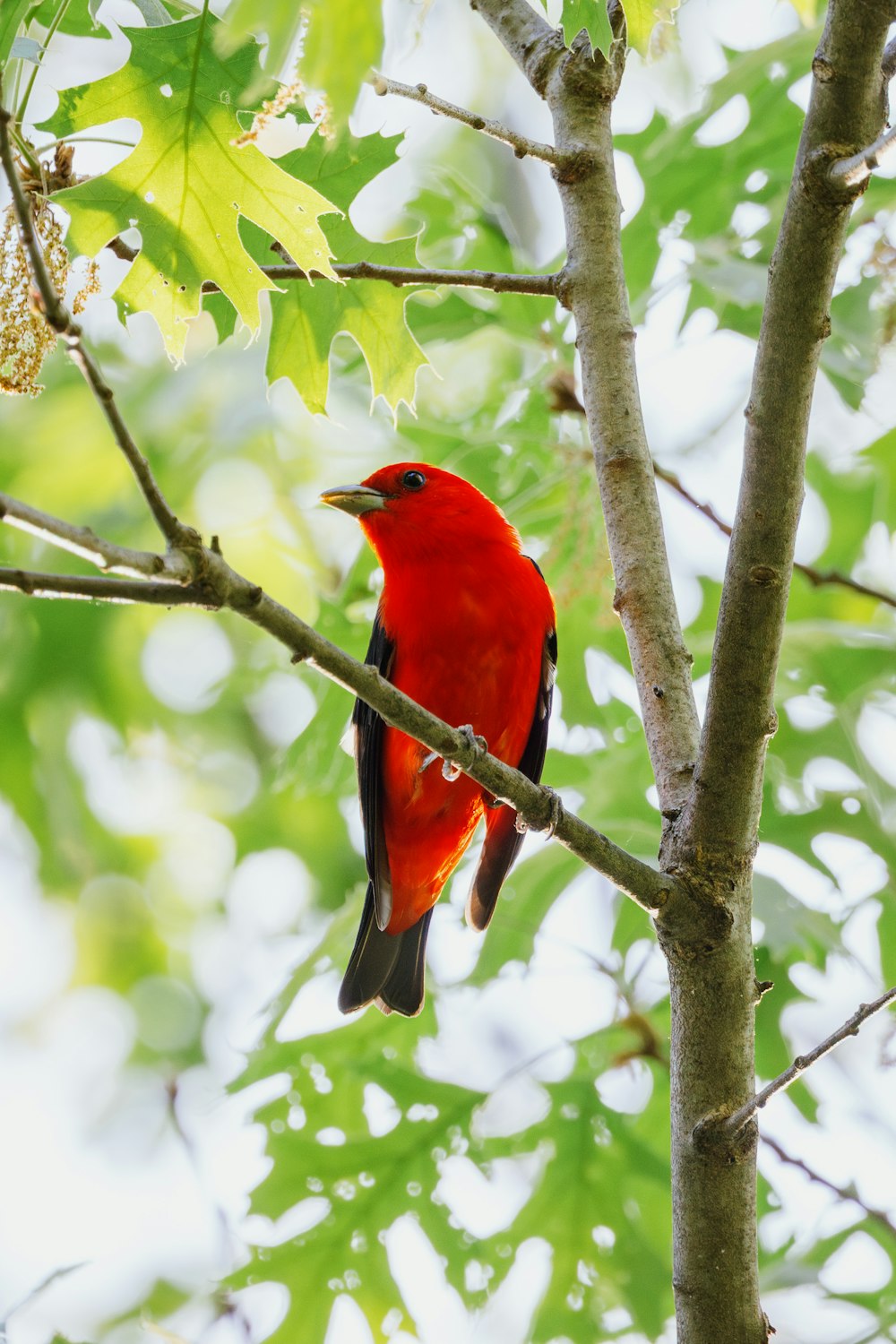 a red bird perched on a tree branch