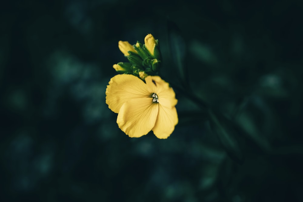 eine einzelne gelbe Blüte mit grünem Stiel