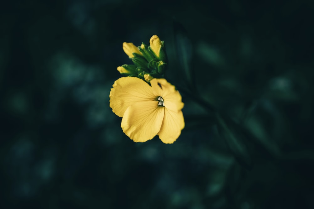a single yellow flower with a green stem