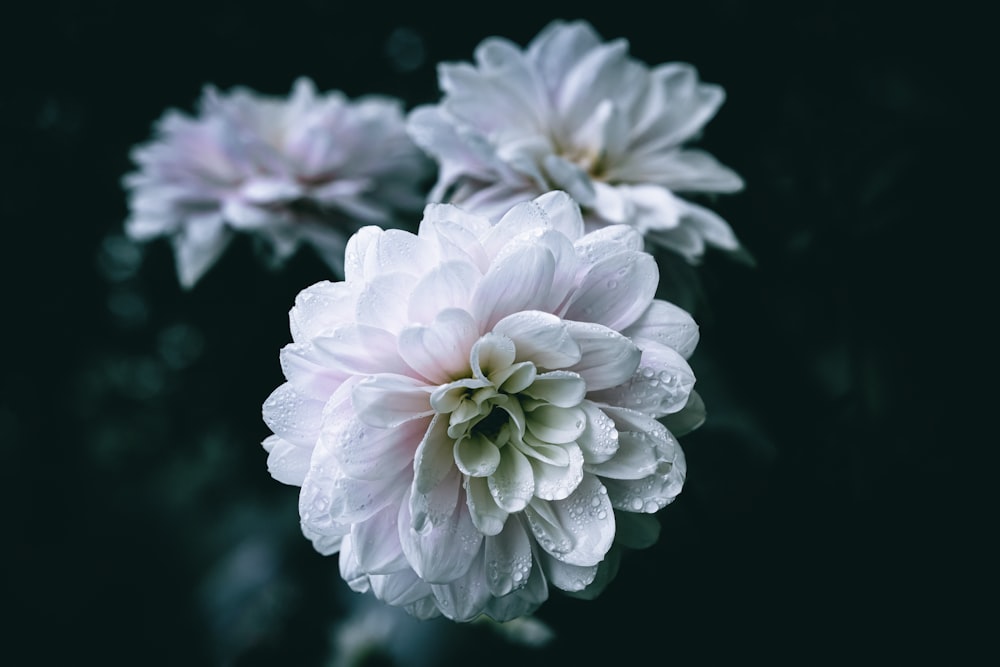 a group of white flowers with water droplets on them