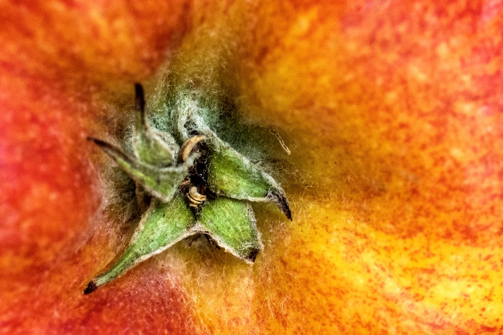 a close up view of a red apple with a green leaf