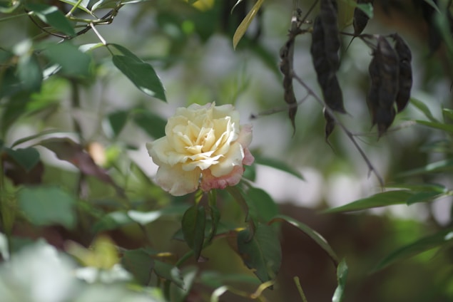 Close-up of delicate blush and cream roses intertwined with forest green foliage, softly lit to highlight texture and depth.