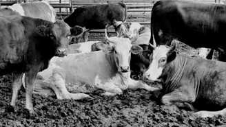 A handmade rubber mat laid out in a muddy farm area with cows standing comfortably.