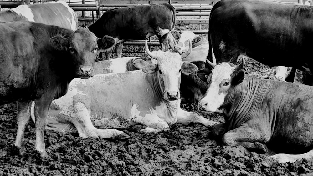 a herd of cattle laying on top of a dirt field