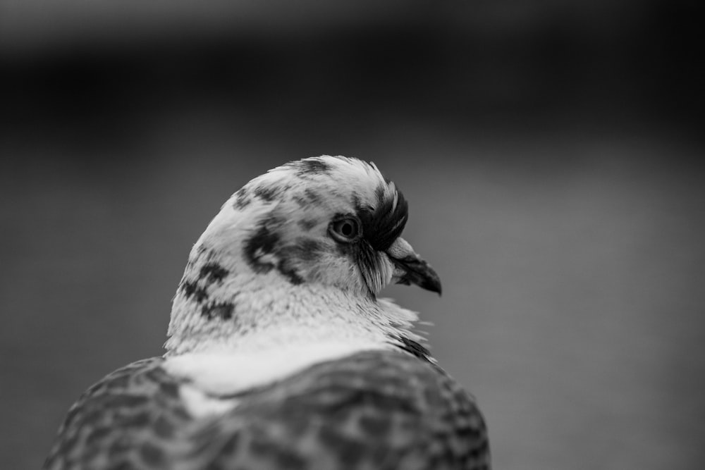 a black and white photo of a bird