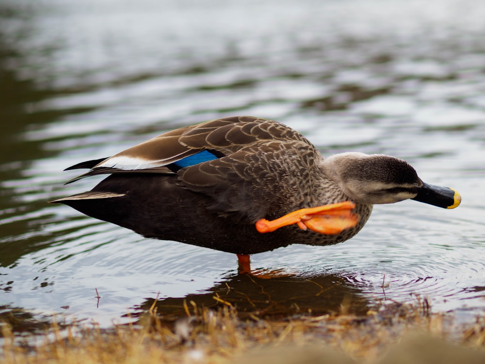 a duck standing in the water with a fish in it's mouth