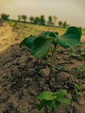A small plant with green leaves emerges from the soil in an agricultural setting. In the background, the scene is blurred but shows more plants and possibly a tree line, suggesting a farm or garden environment.