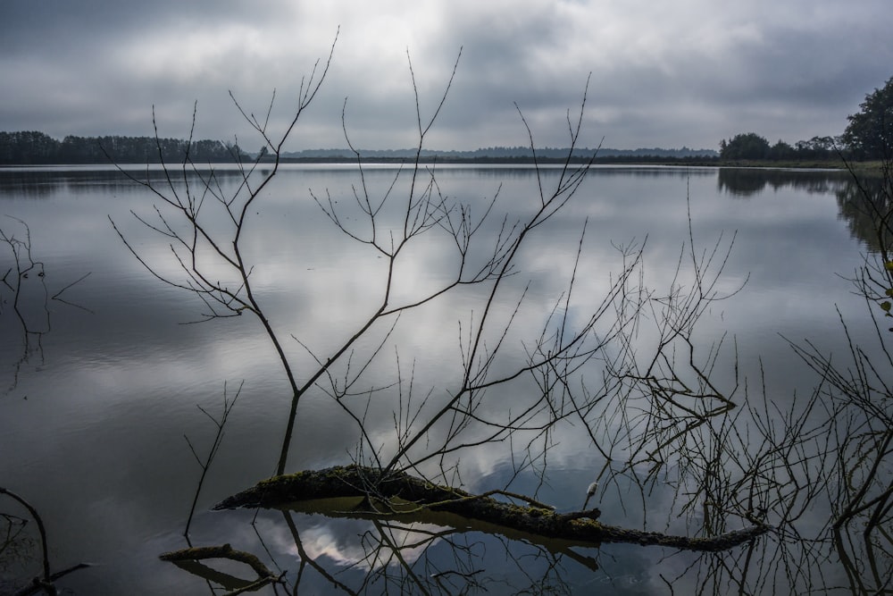 a body of water with a tree branch in the foreground