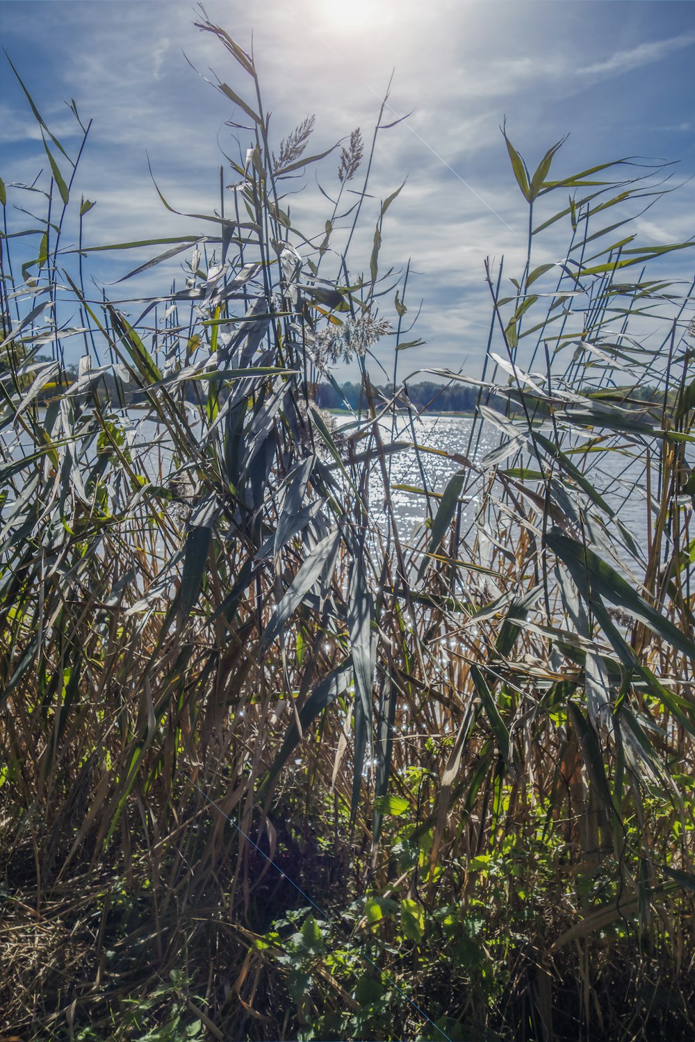 the sun shines through the tall grass by the water