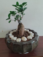 A potted plant with a thick, textured trunk and lush green leaves is centered in a glossy, dark ceramic pot. The soil surface is decorated with smooth white pebbles arranged in a circular pattern. The plant is placed against a plain light-colored wall on a wooden surface.