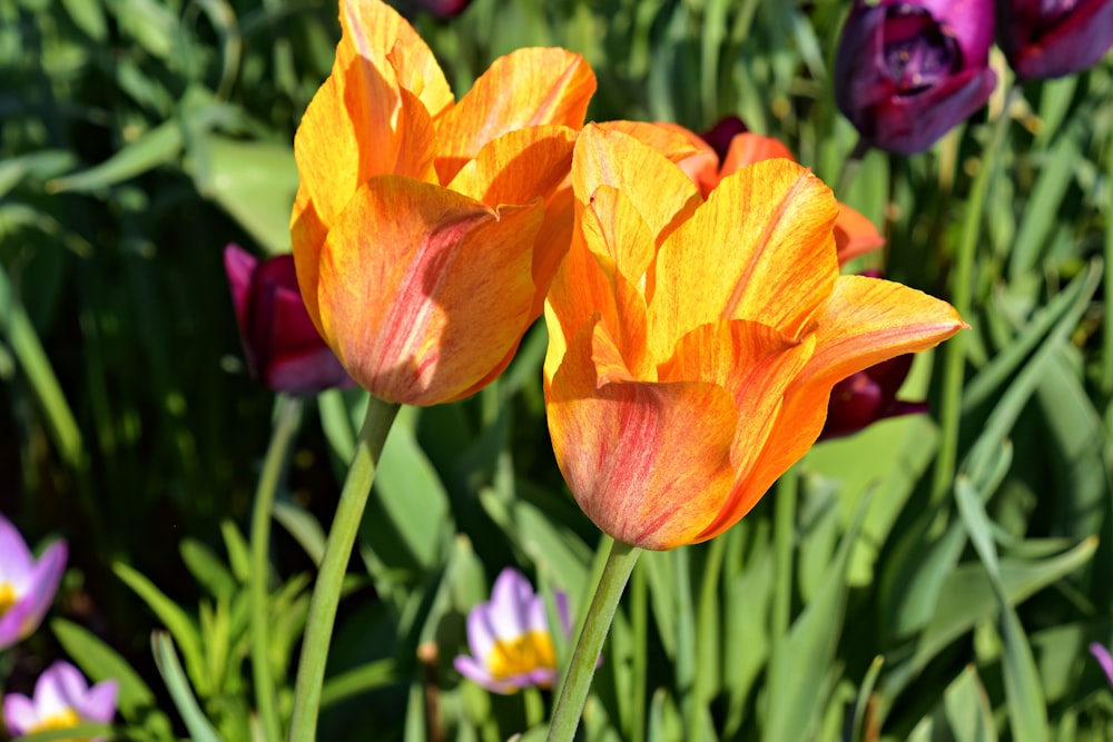 a close up of two orange and purple flowers