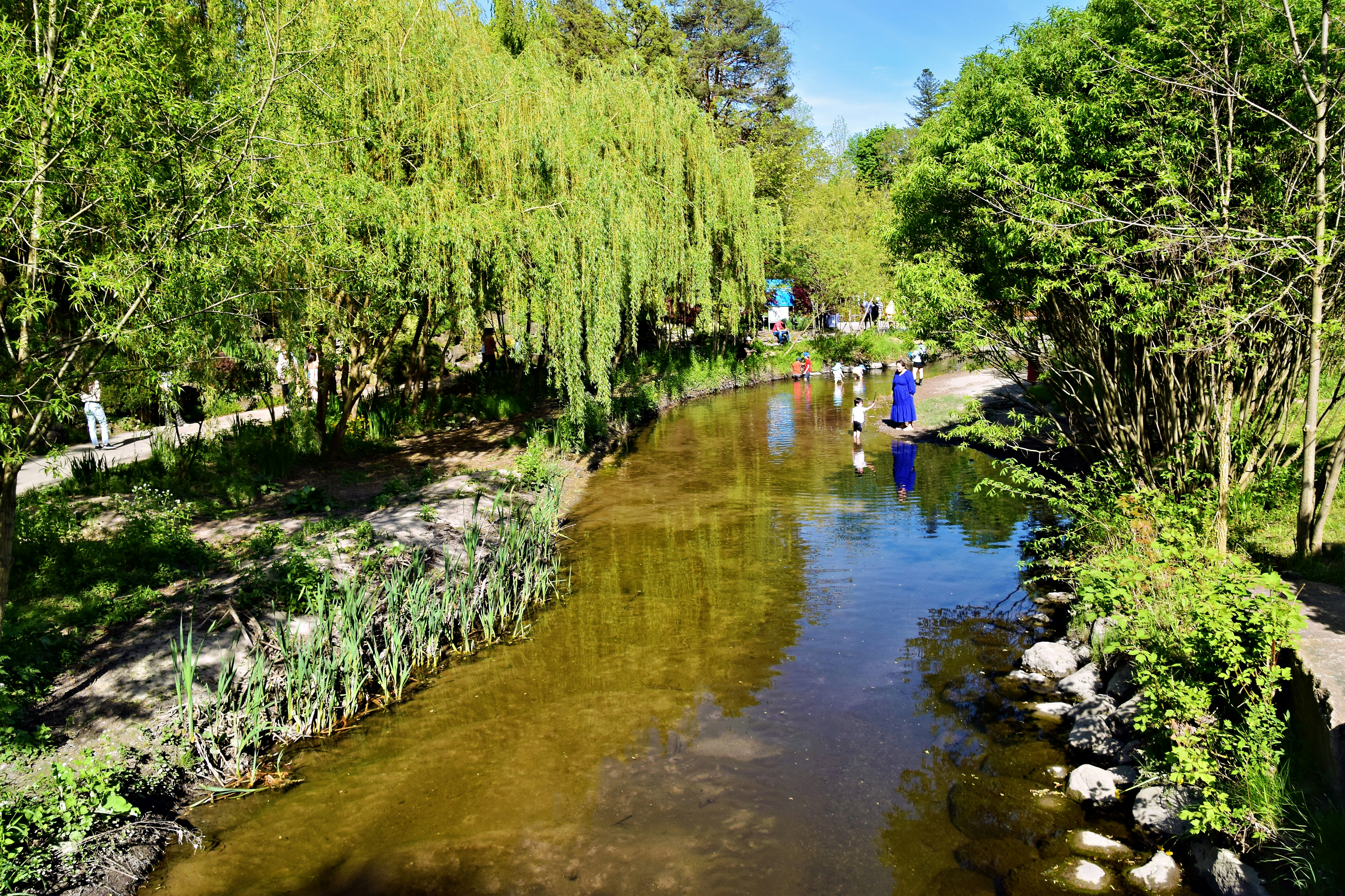 a river running through a lush green forest