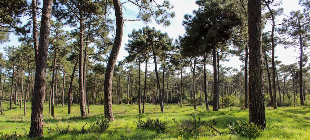 a forest with lots of trees and grass