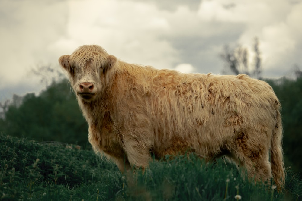 a brown cow standing on top of a lush green field