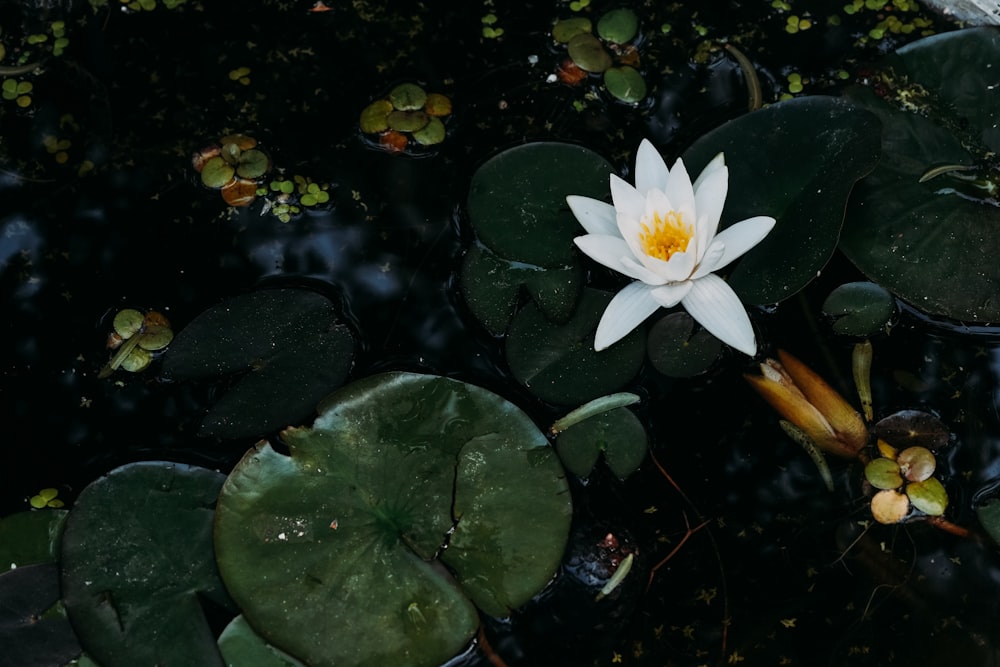 a white water lily in a pond with lily pads