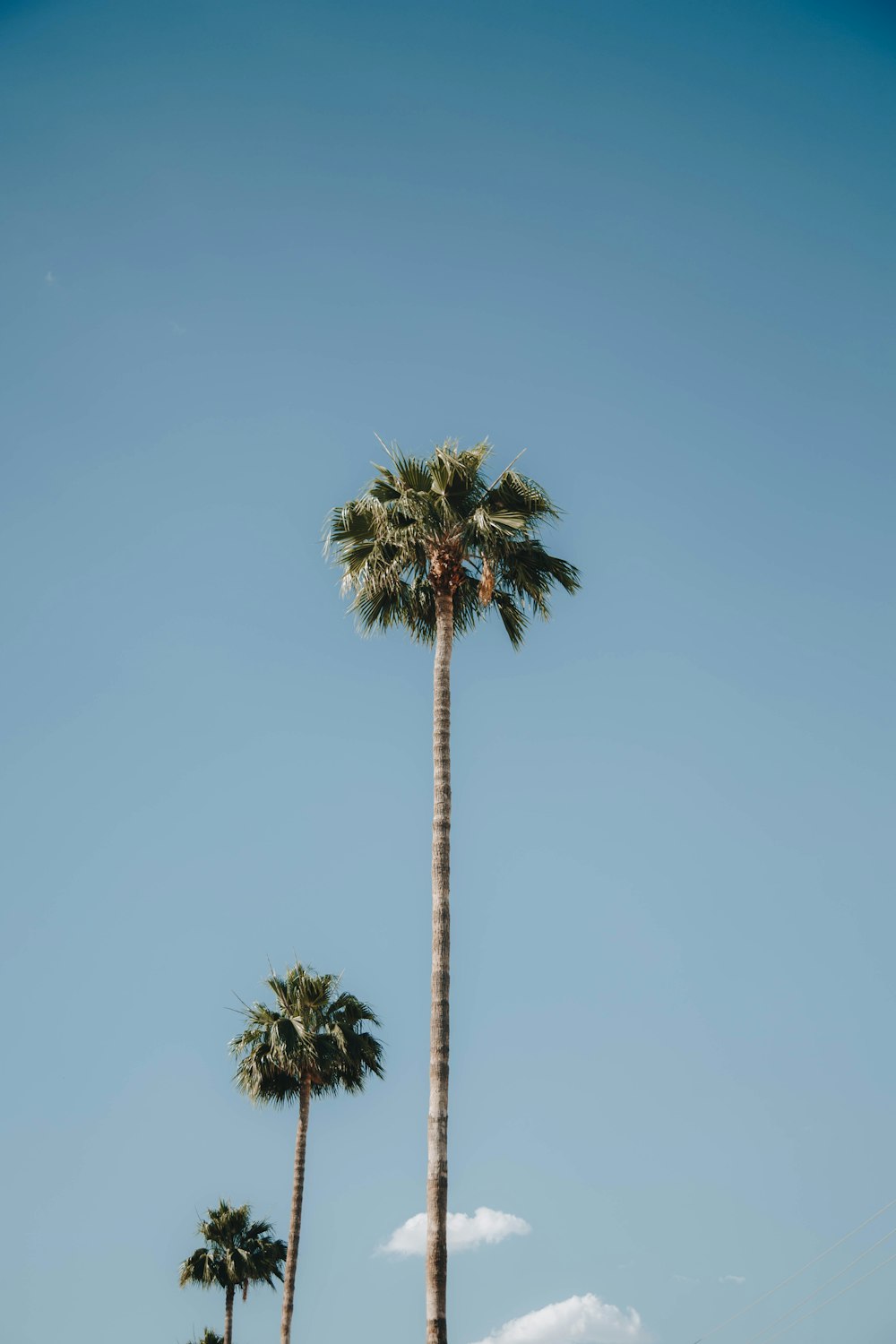 a couple of tall palm trees sitting next to each other