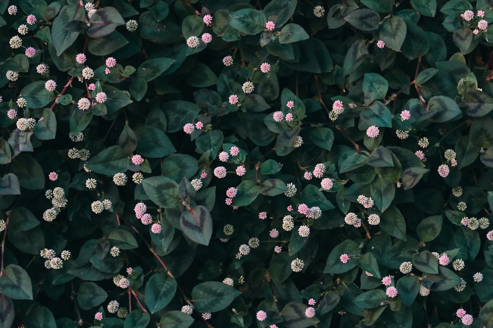 a bunch of green leaves and pink flowers