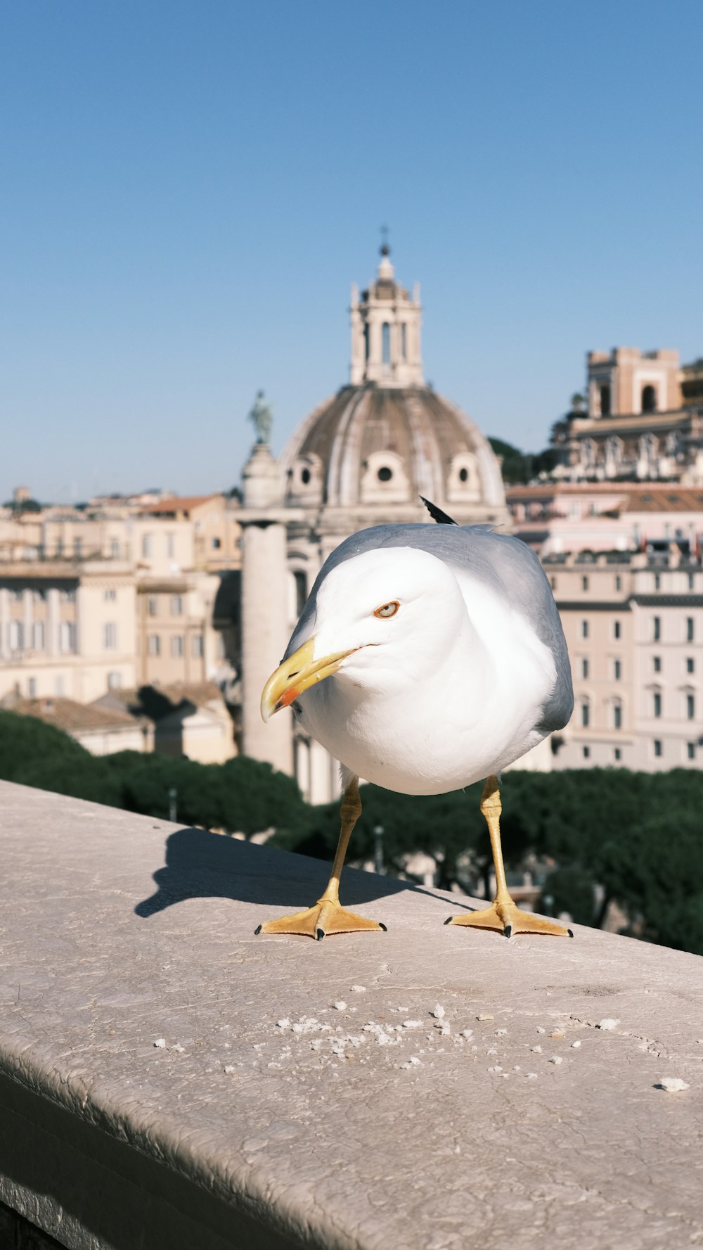 a seagull standing on a ledge in front of a city