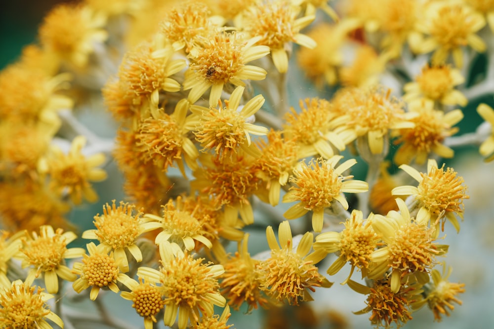 a bunch of yellow flowers that are in a vase