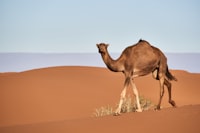 A camel walking in the desert with a blue sky in the background