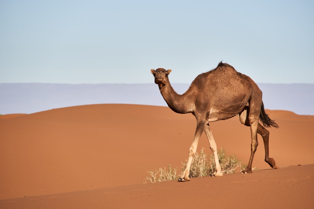 a camel walking in the desert with a blue sky in the background