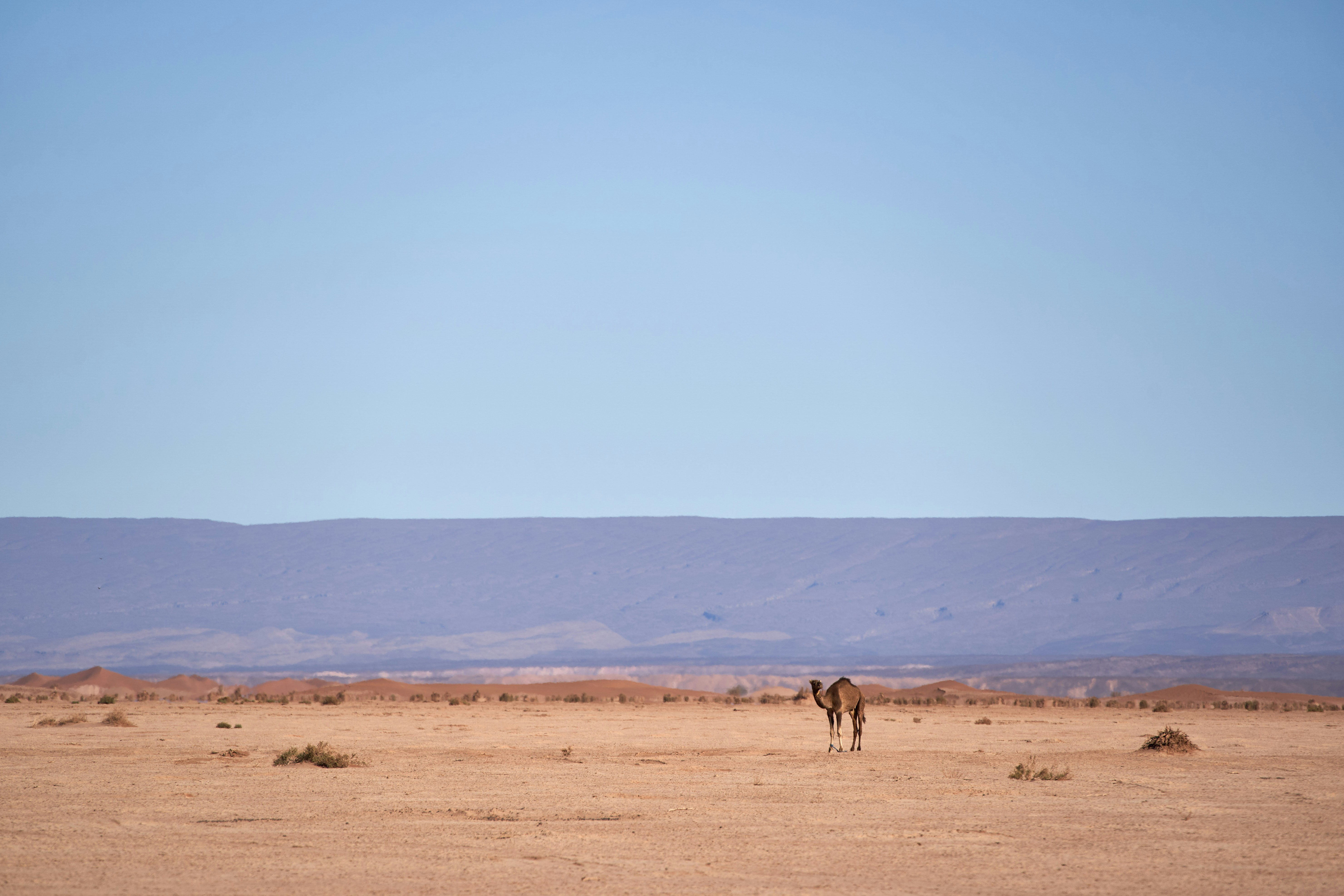 a lone camel standing in the middle of a desert