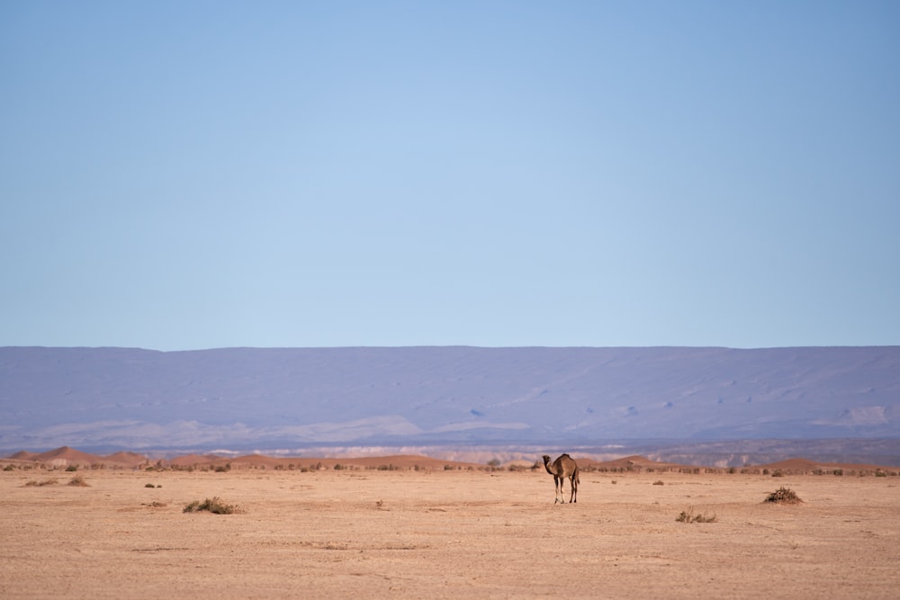 a lone camel standing in the middle of a desert