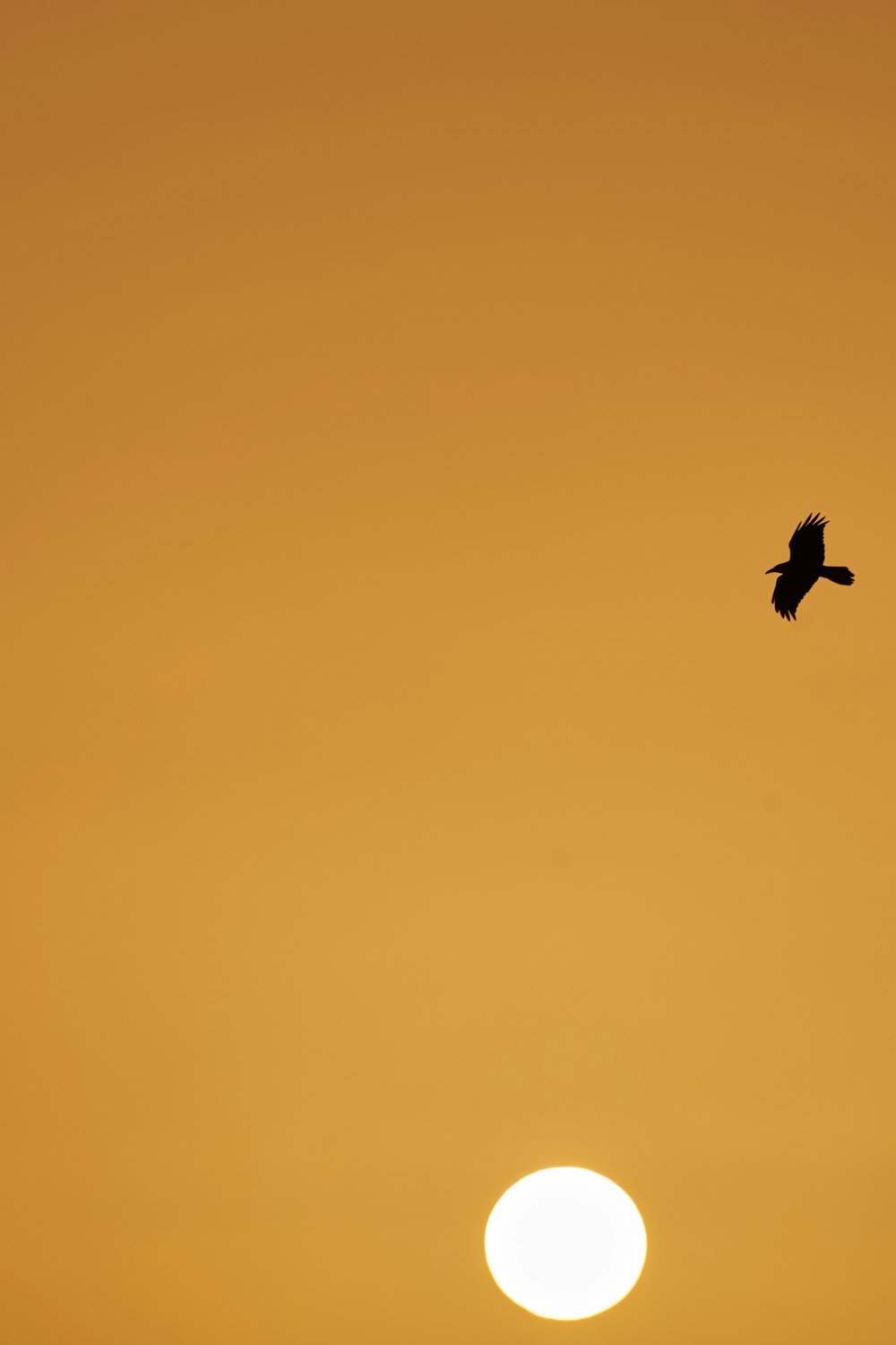 a bird flying in the sky at sunset