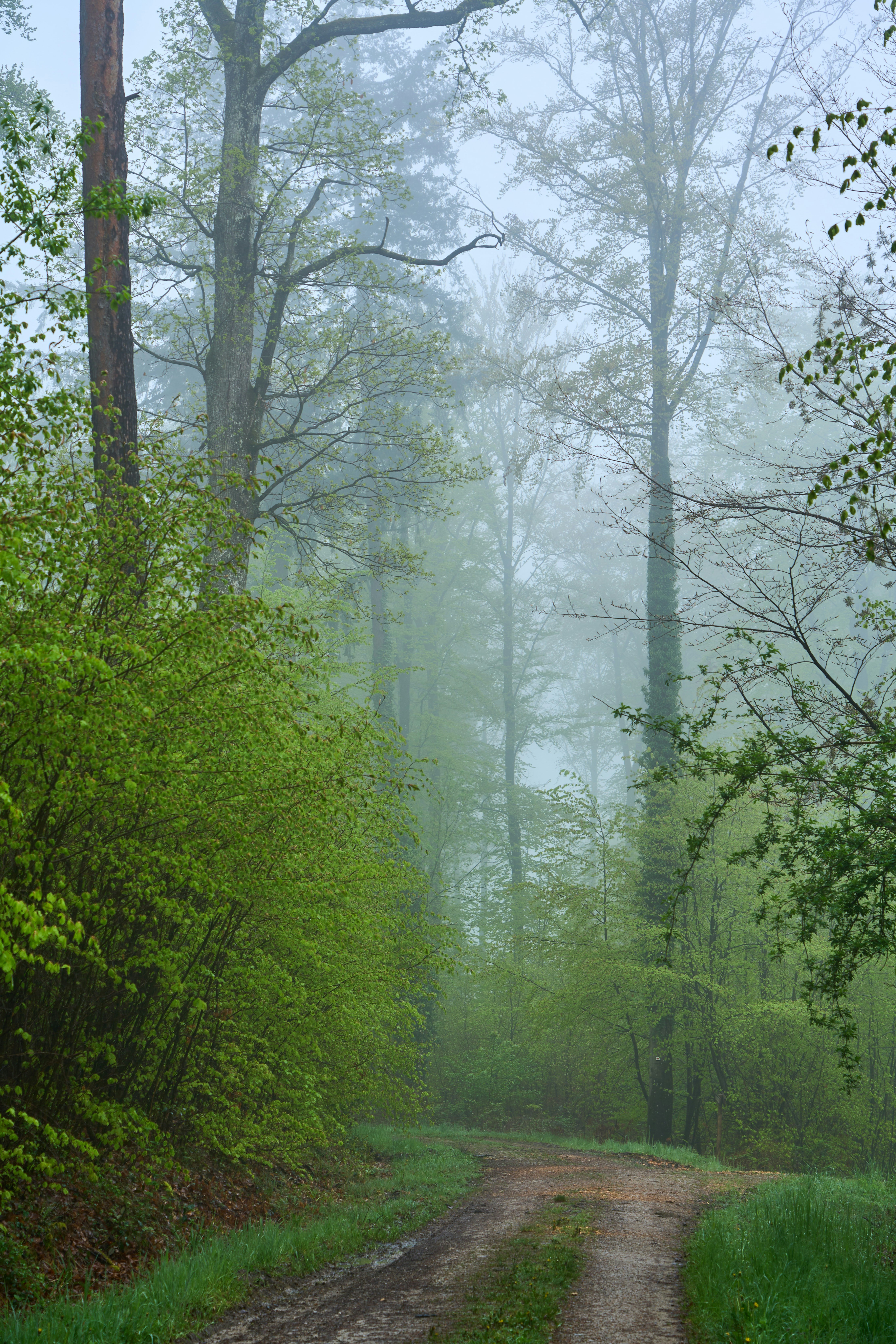 Photo by wolfgang_hasselmann