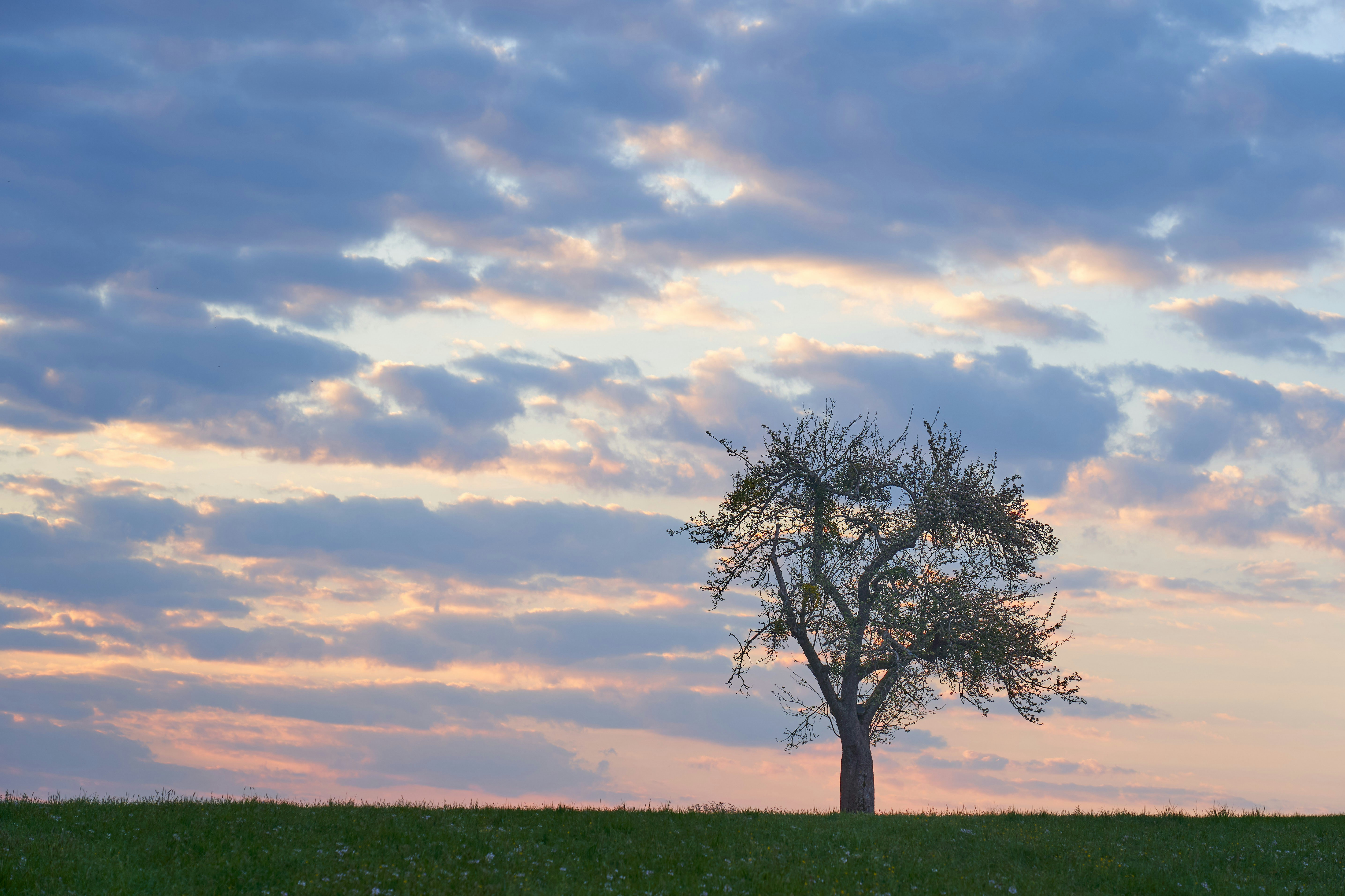 Photo by wolfgang_hasselmann