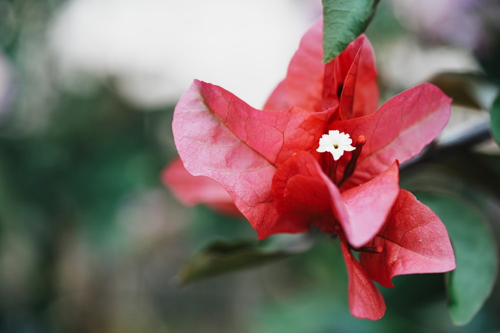 a close up of a red flower with green leaves