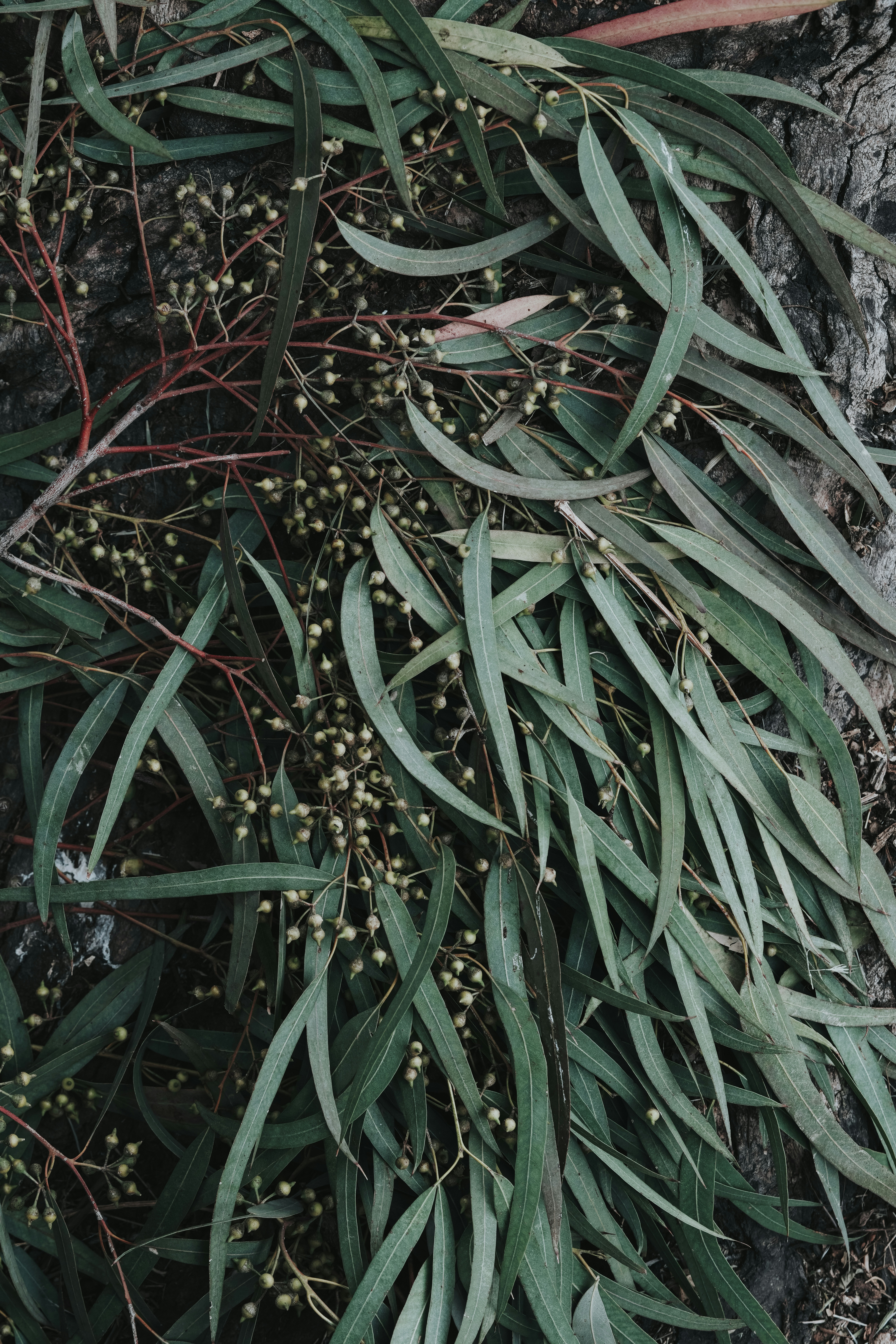 Eucalyptus Leaves