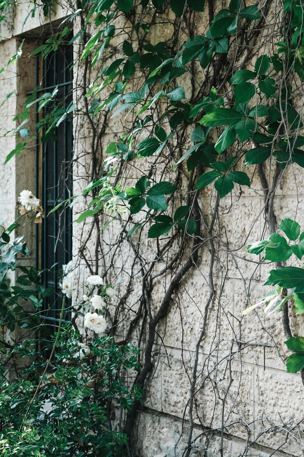 a building covered in vines and flowers next to a window