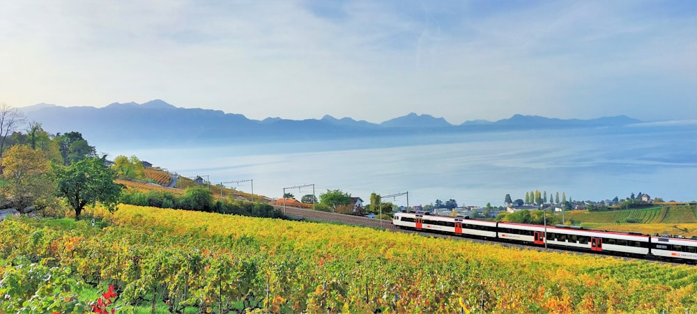 a train traveling through a lush green countryside