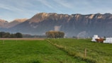 A vibrant farm scene showing cows grazing near a stack of Yem Pati feed bags.