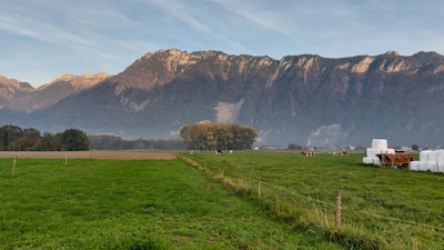 A vibrant farm scene showing cows grazing near a stack of Yem Pati feed bags.