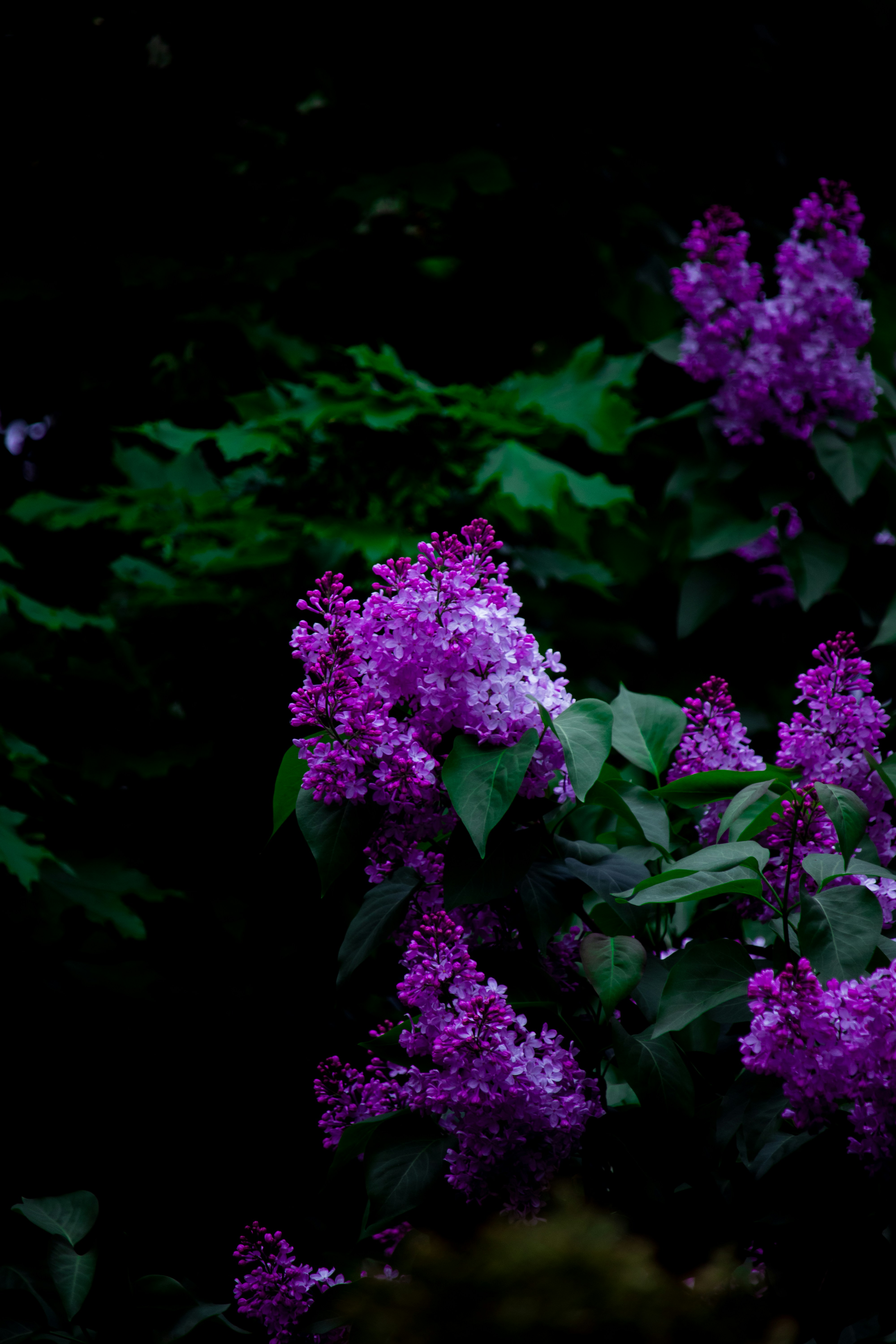 a bunch of purple flowers that are in the dark
