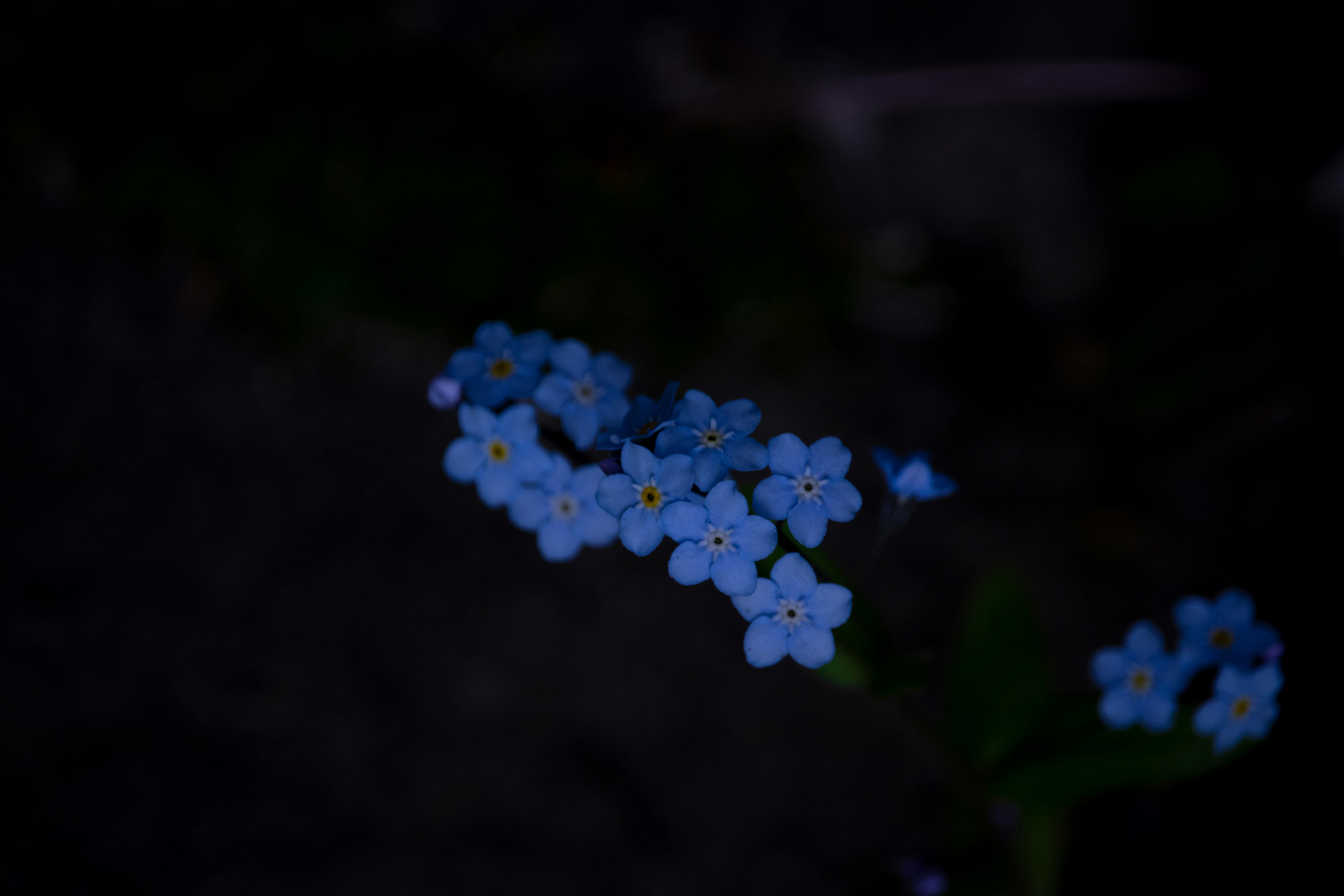 a bunch of small blue flowers in the dark