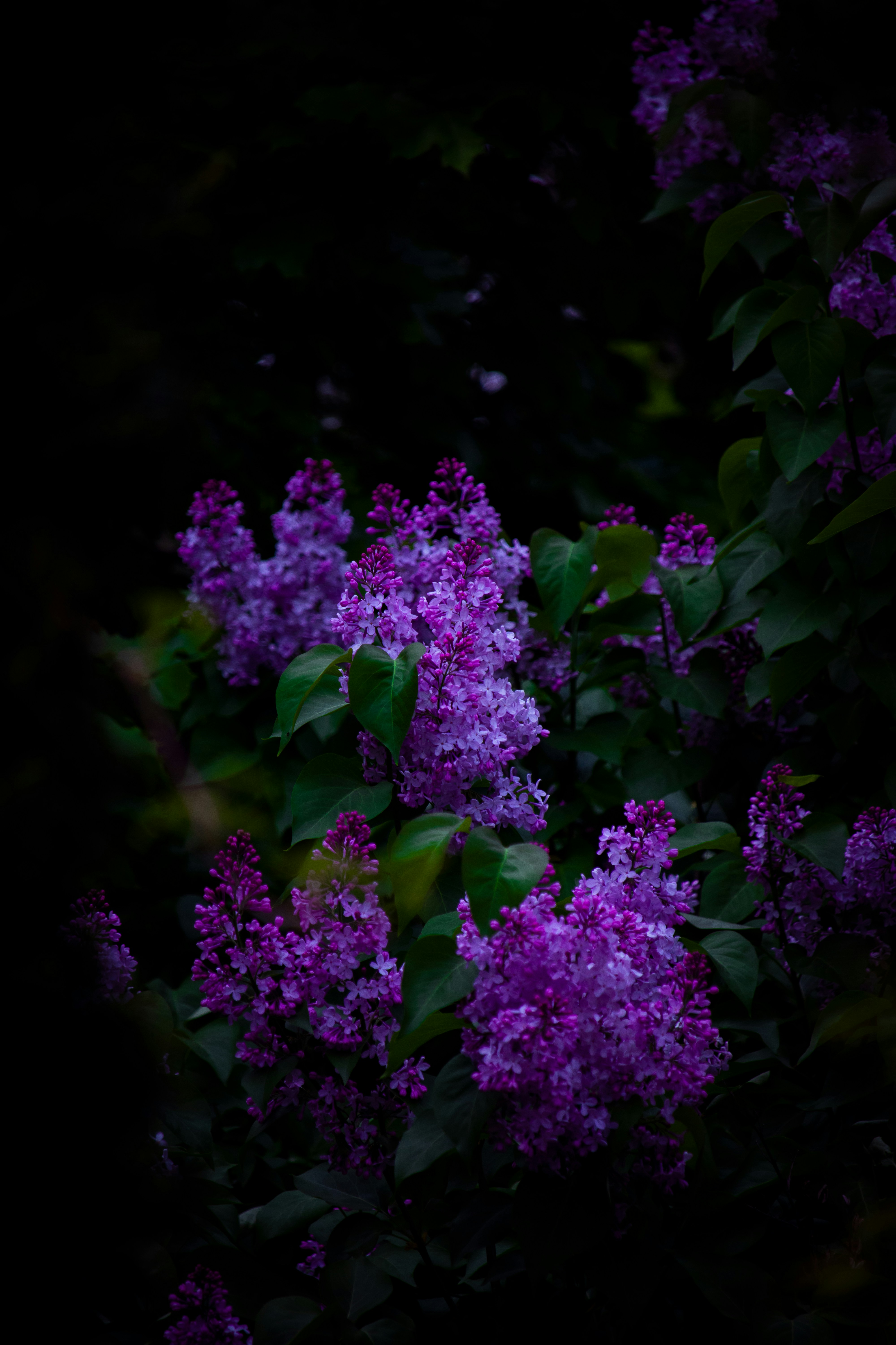 Photo by sinabahar76