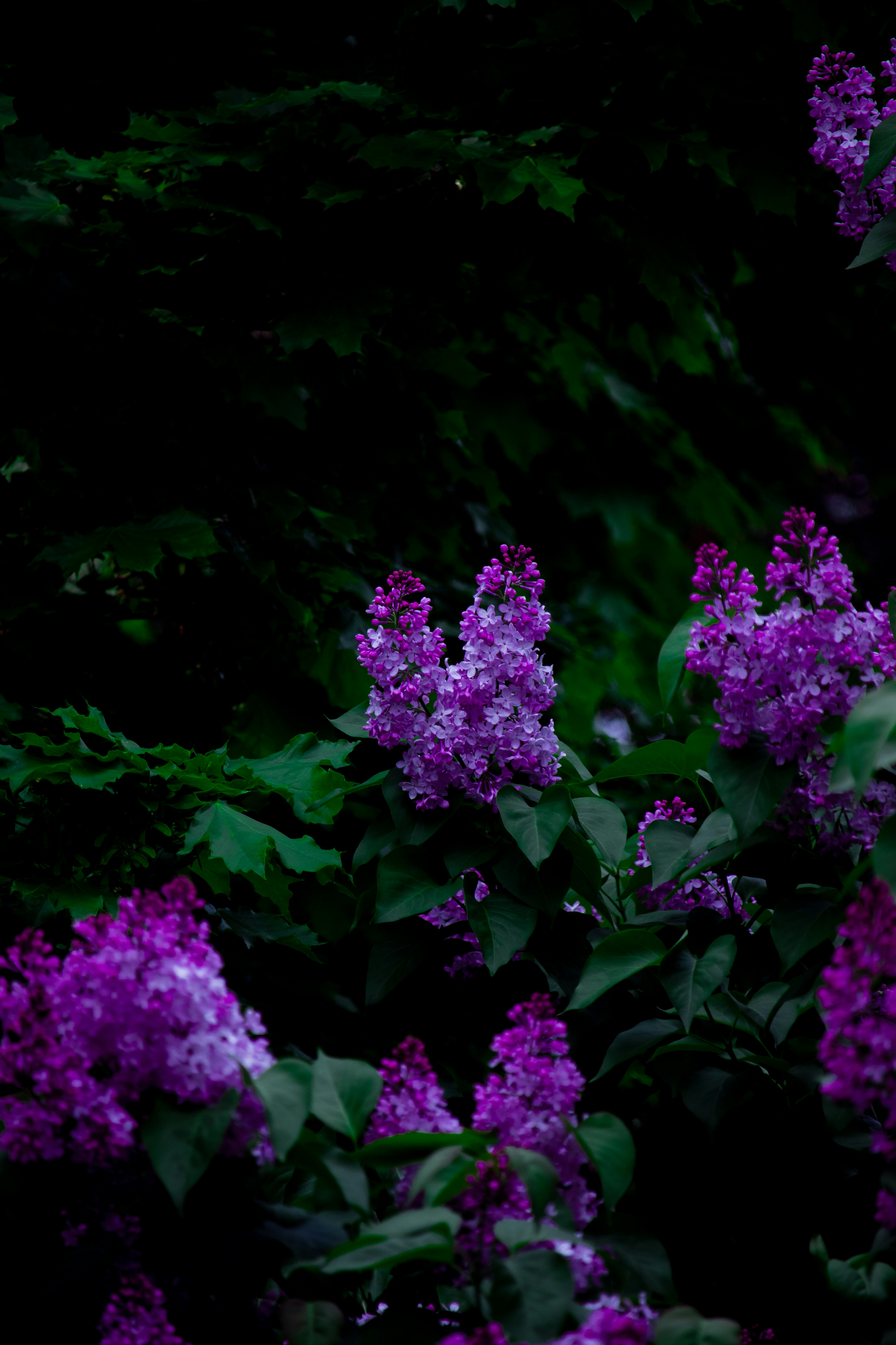 Photo by sinabahar76