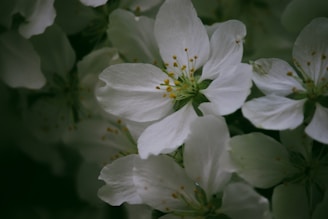 White flowers with delicate petals and yellow stamens are in focus, surrounded by a rich green background. The blossoms appear soft and are clustered together, creating a serene and peaceful atmosphere.