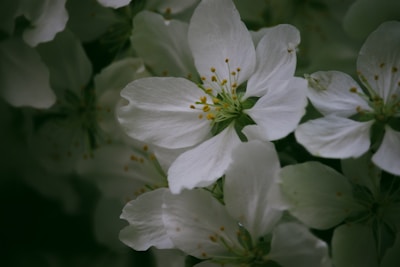 White flowers with delicate petals and yellow stamens are in focus, surrounded by a rich green background. The blossoms appear soft and are clustered together, creating a serene and peaceful atmosphere.
