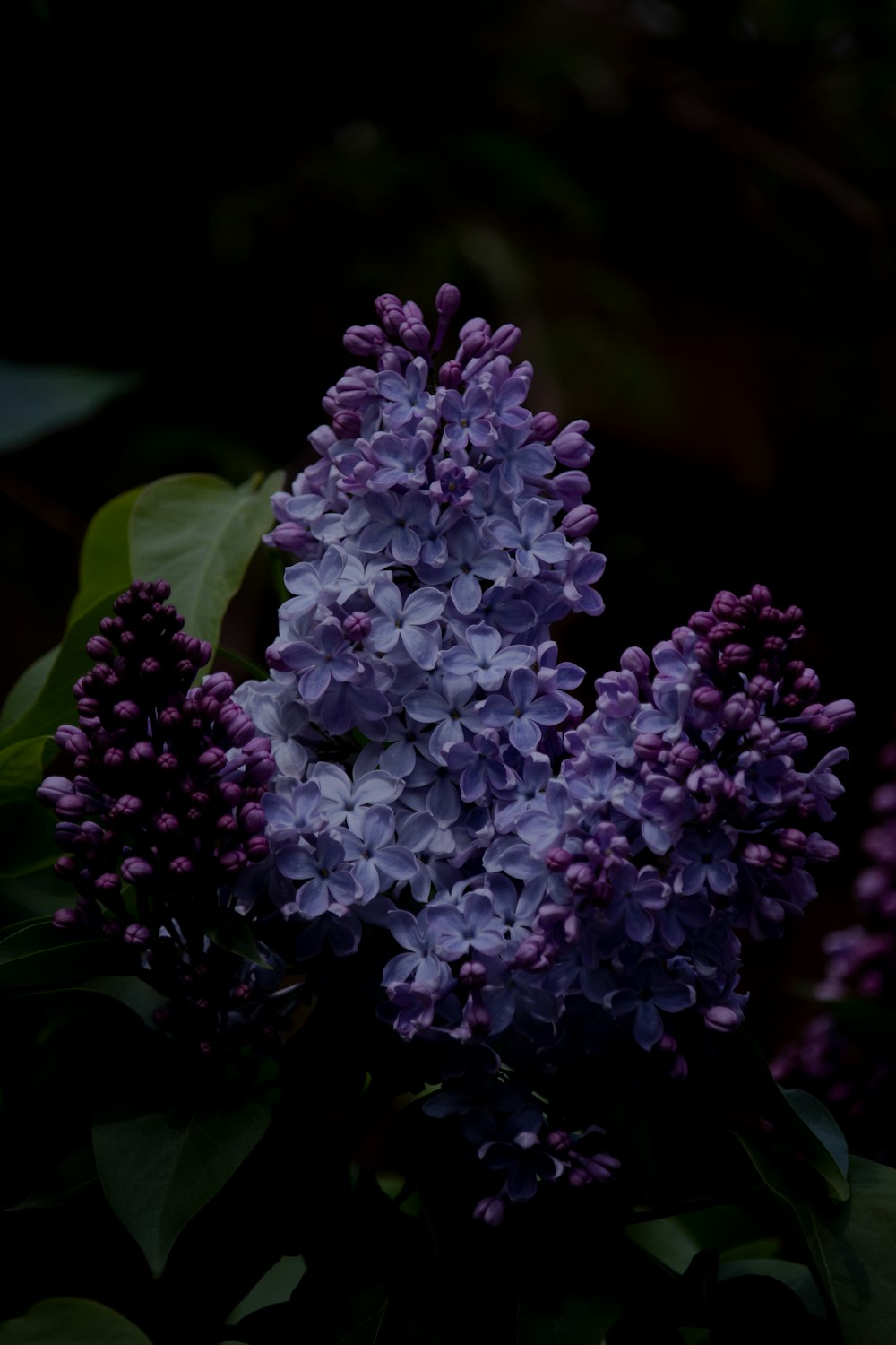 a close up of a purple flower on a plant