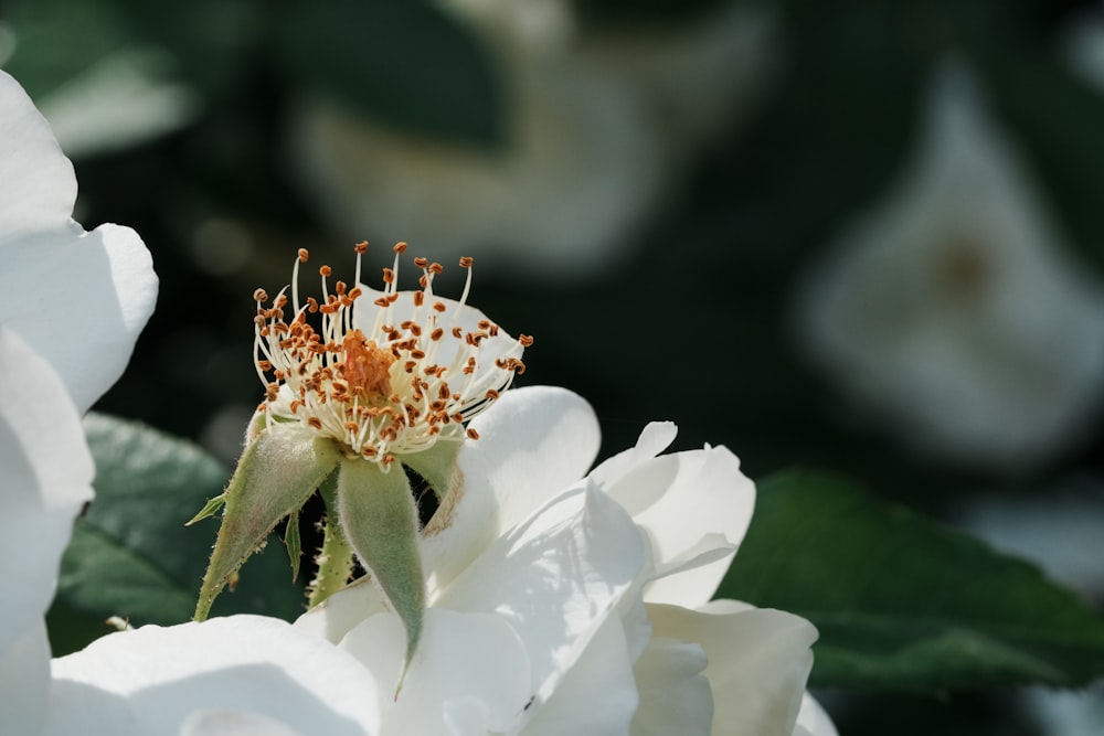 a close up of a white flower with green leaves