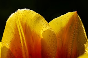 Close-up of a dew-covered flower petal glowing in morning light