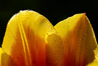 Close-up of a dew-covered flower petal glowing in morning light