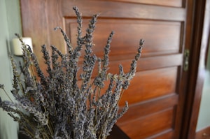 Lavender Calm