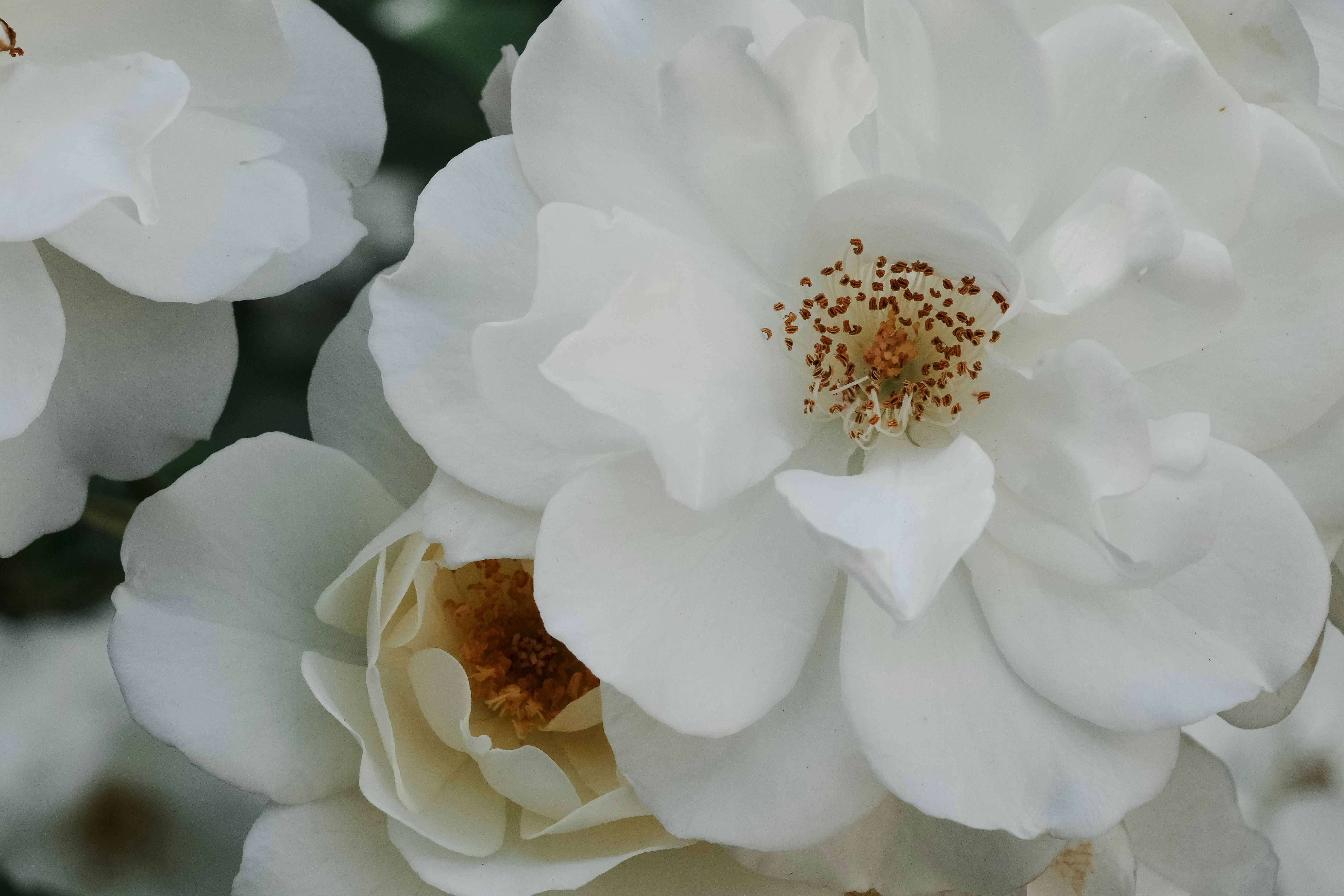 Photo by anyachernykh