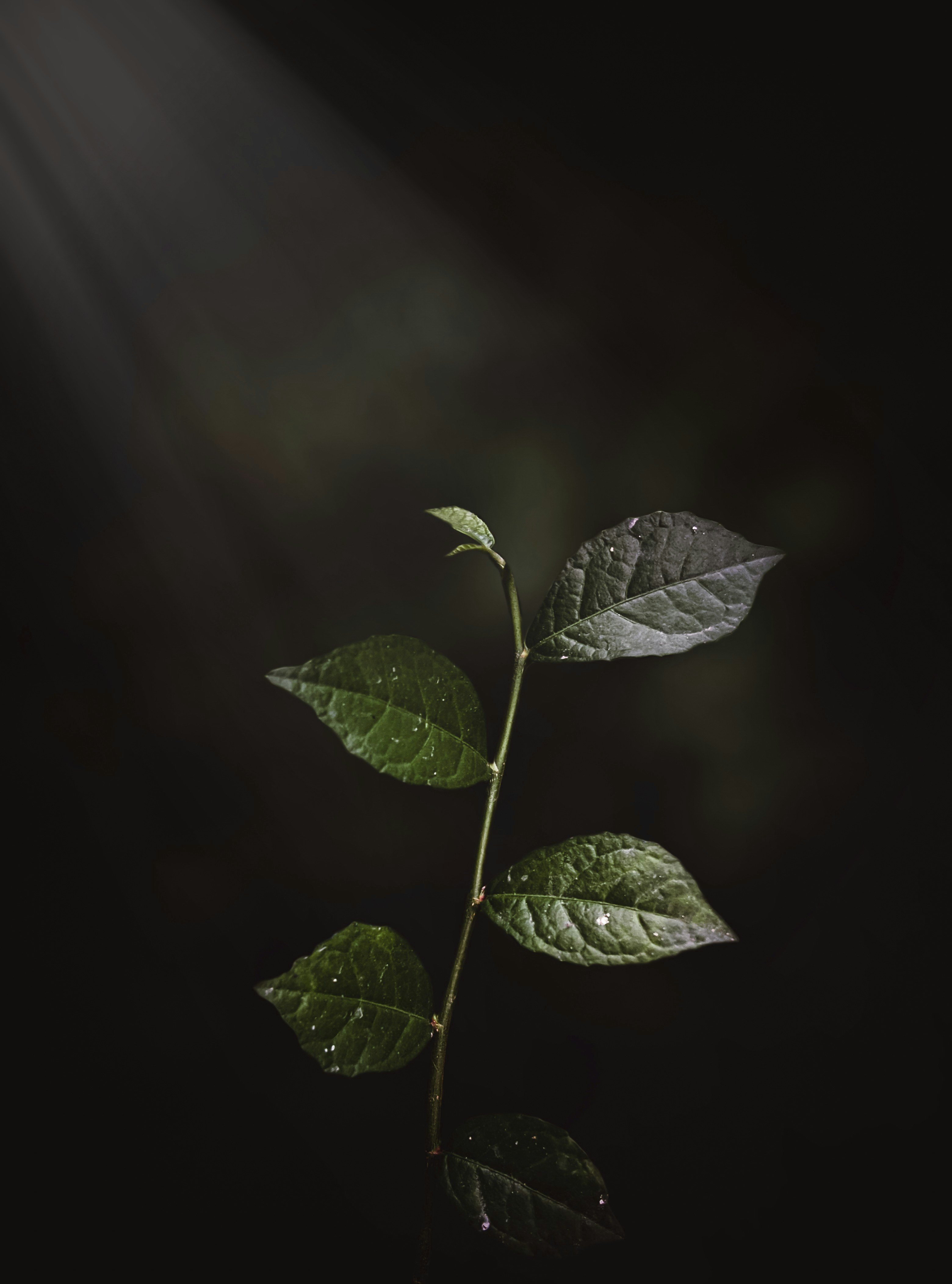 Photo by fayazahmedsunny