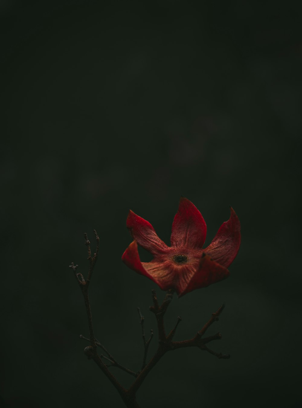 Una flor roja con un fondo oscuro